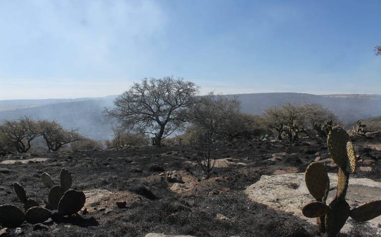Combaten incendio forestal en la Sierra de Lobos - Noticias Vespertinas |  Noticias Locales, Policiacas, sobre México, Guanajuato y el Mundo